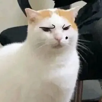 Meme mèo biểu cảm phán xét lan nhanh khắp TikTok Việt