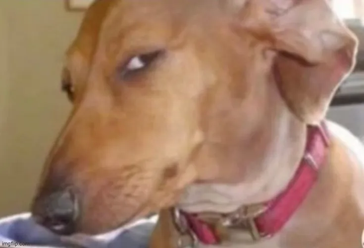 50 Meme Chó Lườm/Liếc Mắt biểu cảm hài hước lạnh tanh cười ra nước mắt