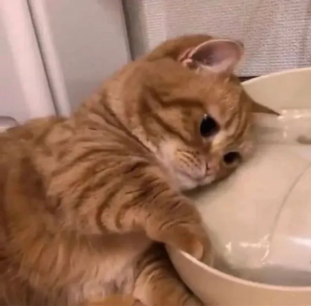 Hình troll mèo nhìn xa như đang giãi bày.