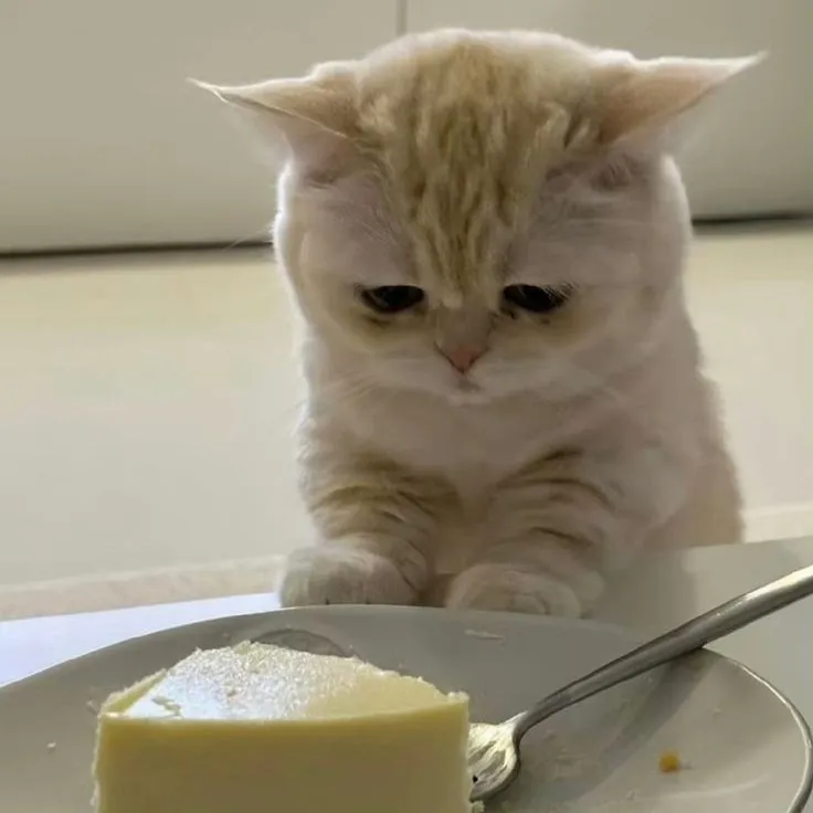 Hình chế mèo rầu mang ánh sáng yếu ớt.