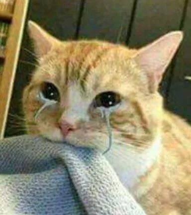 Ảnh troll mèo ủ rũ đăng cùng caption tự sự.