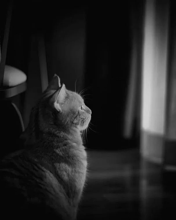 Ảnh vui mèo buồn trong không gian tĩnh lặng.