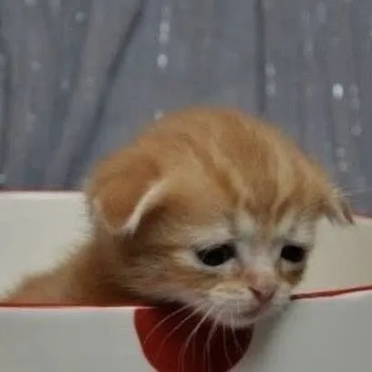 Hình chế mèo tủi thân được dùng khi thất vọng.