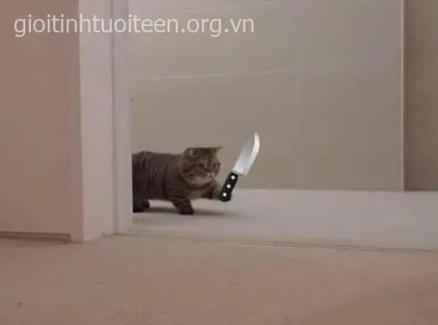 Khi ánh mắt mèo cầm dao nói thay ngàn lời giận dữ