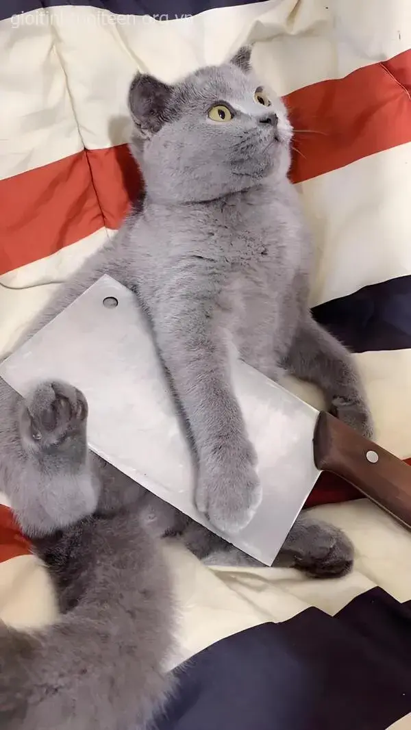 Meme chế mèo đứng nghiêm cầm dao trông cứng