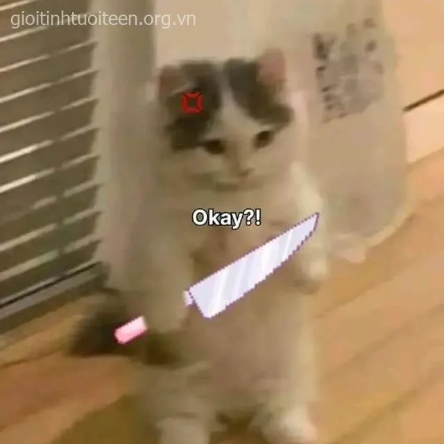 Hình chế vui mèo cầm dao inox siêu biểu cảm