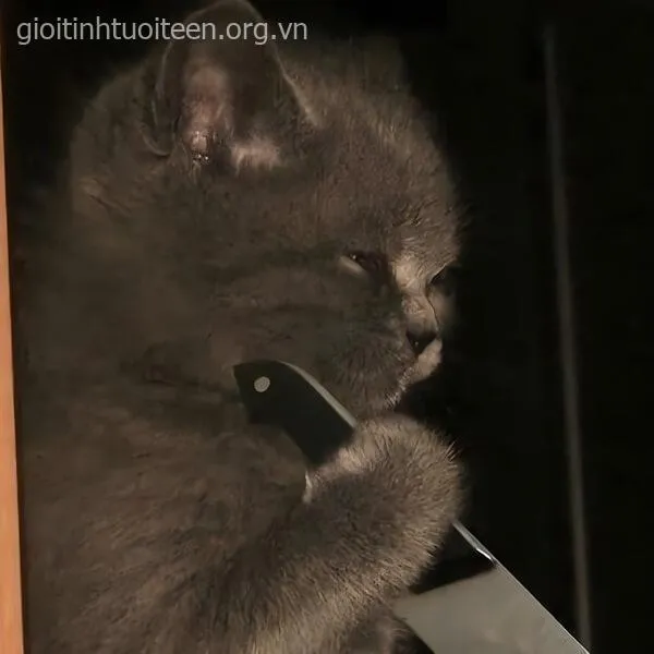 Meme mèo phản ứng giận kiểu “đừng khiến tao làm”