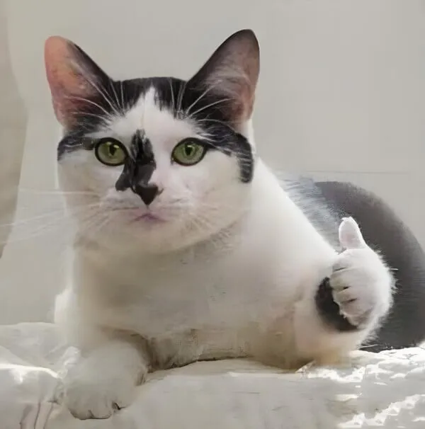 Mèo đáng yêu phấn khích, giơ ngón cái đồng ý ngay lập tức.