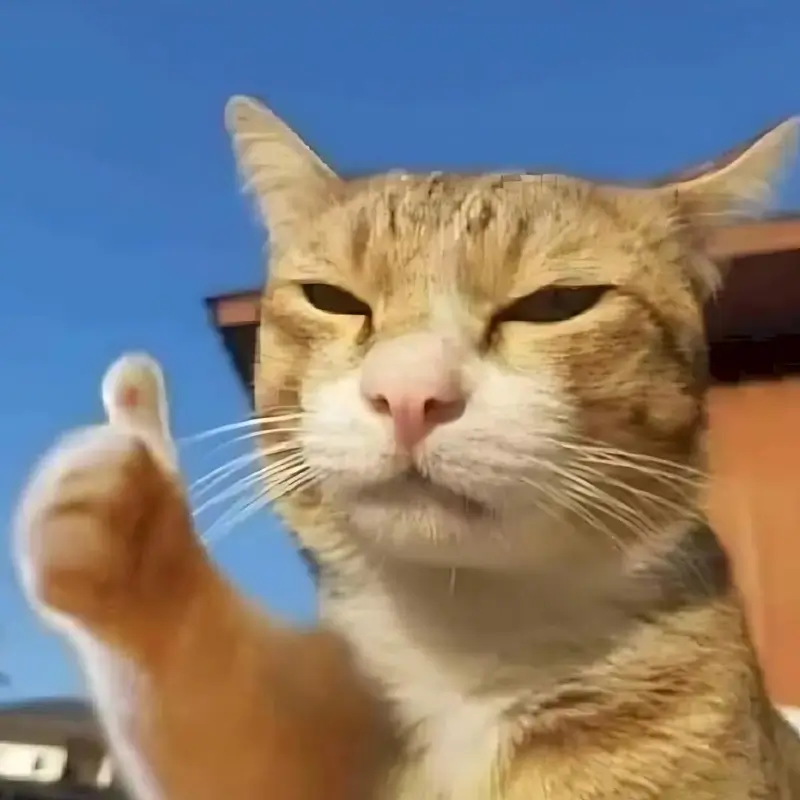 Mèo giơ tay oke, gương mặt vui tươi đáng yêu.