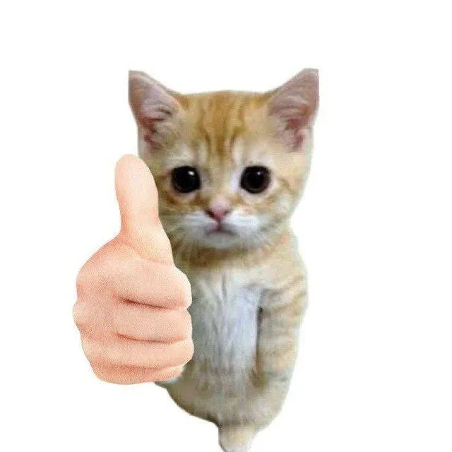 Mèo đáng yêu giơ tay like, gương mặt rạng rỡ vui nhộn.