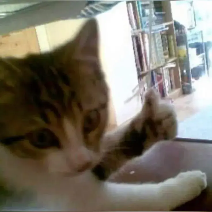 Mèo cười giơ tay like, nét mặt hồn nhiên hài hước.