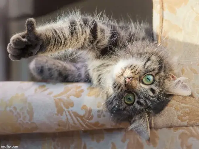 Trọn bộ 49 ảnh Meme Mèo Like, Giơ Tay Oke đáng yêu, vui nhộn