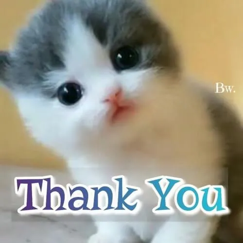 15 Hình ảnh mèo cúi đầu cảm tạ siêu cưng.