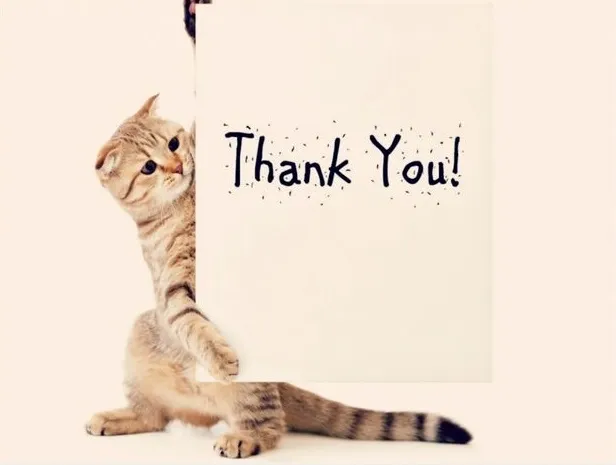 12 Meme mèo biết ơn, gương mặt sáng tươi.