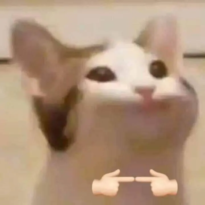 1 Mèo nhỏ cảm tạ, ánh mắt dịu hiền.