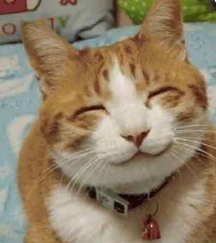 20 Mèo mỉm cười, ánh nhìn tràn đầy cảm ơn.