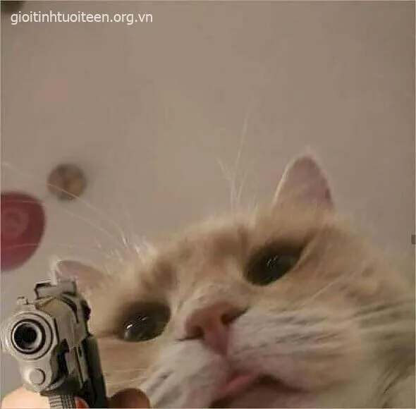 Meme mèo phòng thủ cực chill, caption chất lừ