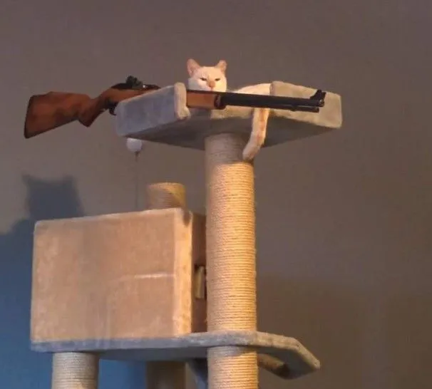 Ảnh hài mèo troll phản ứng dân mạng lan tỏa