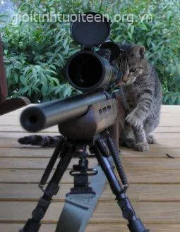 Hình chế vui mèo dằn mặt kiểu mafia siêu bựa