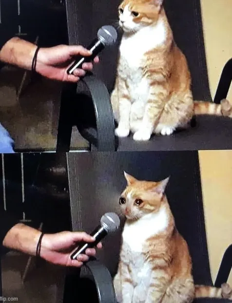 Ảnh troll mèo phồng má khóc cực ngộ nghĩnh