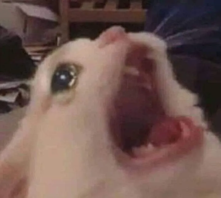 Meme mèo tủi thân lan khắp Facebook với caption tự giễu