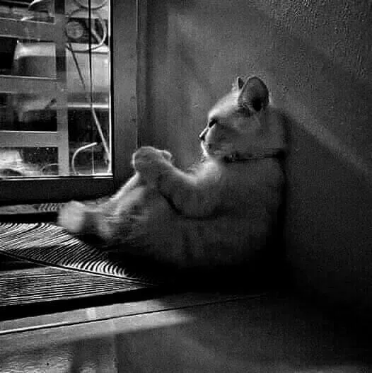 Biểu cảm mèo buồn day dứt, ánh nhìn như muốn vỡ òa.