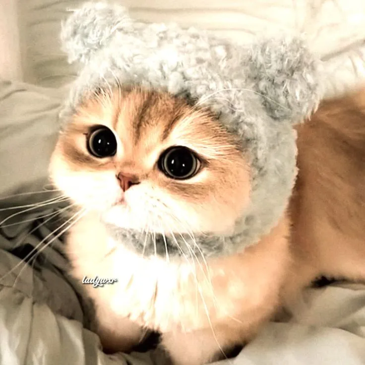 Biểu cảm mèo ngơ ngác, dáng ngồi đáng yêu khó cưỡng.