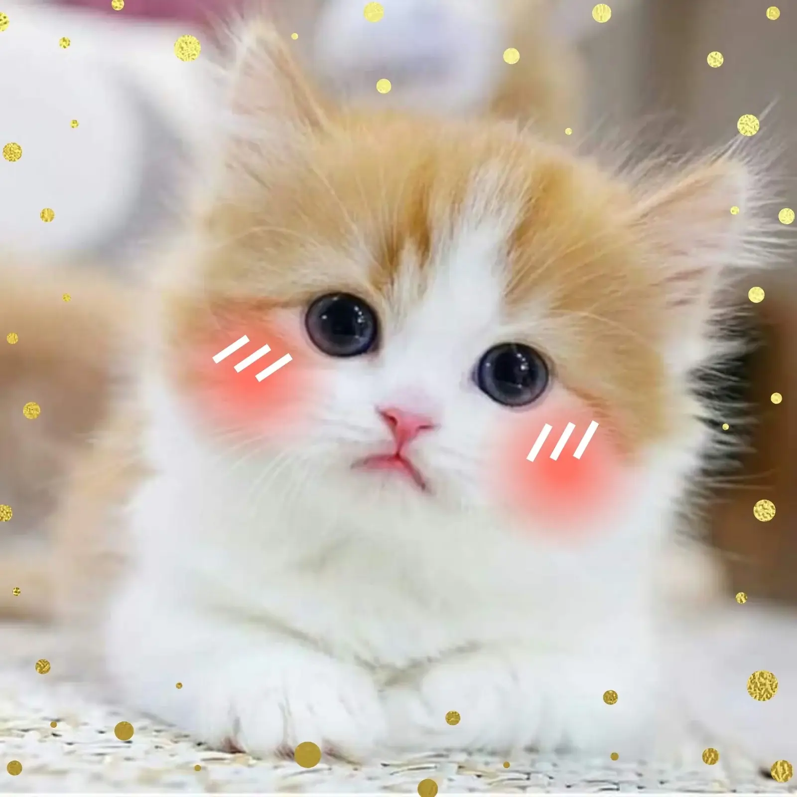 Mèo ngồi thỏ thẻ, ánh mắt long lanh cực đáng yêu.