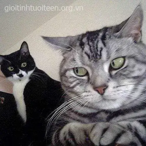 Mèo con bé tí ôm chặt quả bóng len nhỏ.