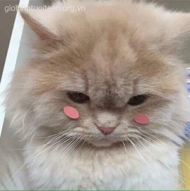 Hình mèo nhỏ ngơ ngác, cái mũi hồng xinh xắn vô cùng ngọt ngào.