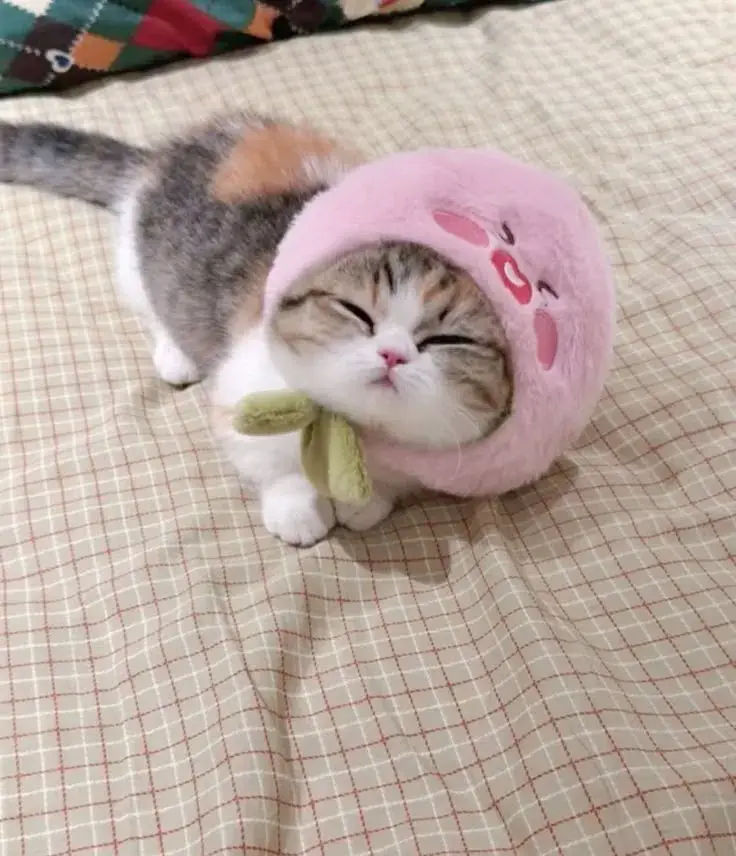 Mèo bé xíu đội nơ đỏ, trông siêu dễ thương.