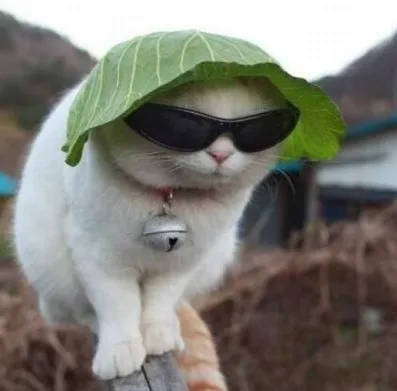 Ảnh vui boss mèo “vô tri” khiến bình luận dậy sóng