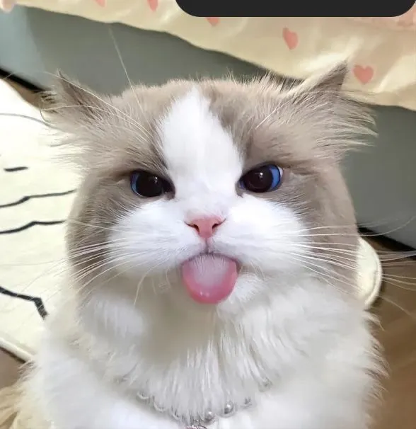 Meme mèo trắng đen tạo cảm giác vừa cổ điển vừa hài