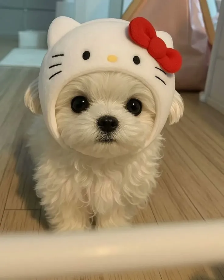 Meme mèo hài thể hiện biểu cảm ngáo cực kỳ đáng yêu