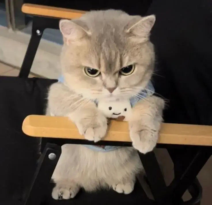 Ảnh meme mèo giận phản chiếu tâm trạng buổi sáng thứ hai