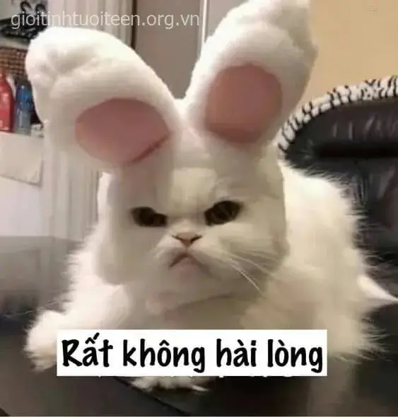 Meme chế mèo biểu tượng giận cực kỳ phổ biến mạng xã hội