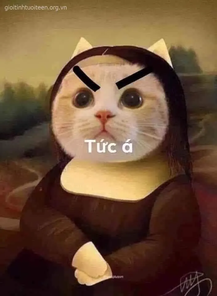 Meme hài mèo tức giận mô phỏng cơn giận dân văn phòng