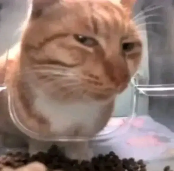 Ảnh vui mèo troll nhẹ nhưng khiến dân mạng hú hét