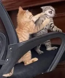 Mặt mèo nhăn nhó lầy lội vô tri, đáng yêu bất ngờ.