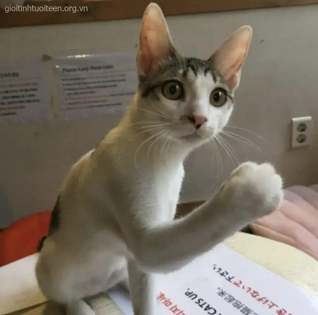 Meme hài mèo nằm tấu hài mang vibe cực dễ thương