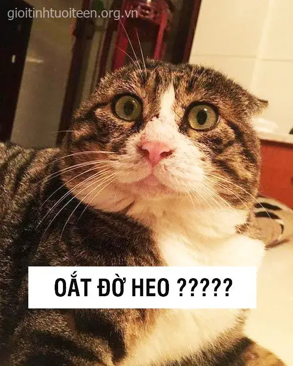 Ảnh troll mèo dáng nằm kỳ lạ khiến dân mạng cười lăn