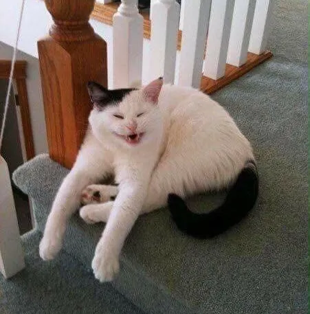 Hình chế vui mèo ngáo nhẹ khiến dân mạng chia sẻ rần rần