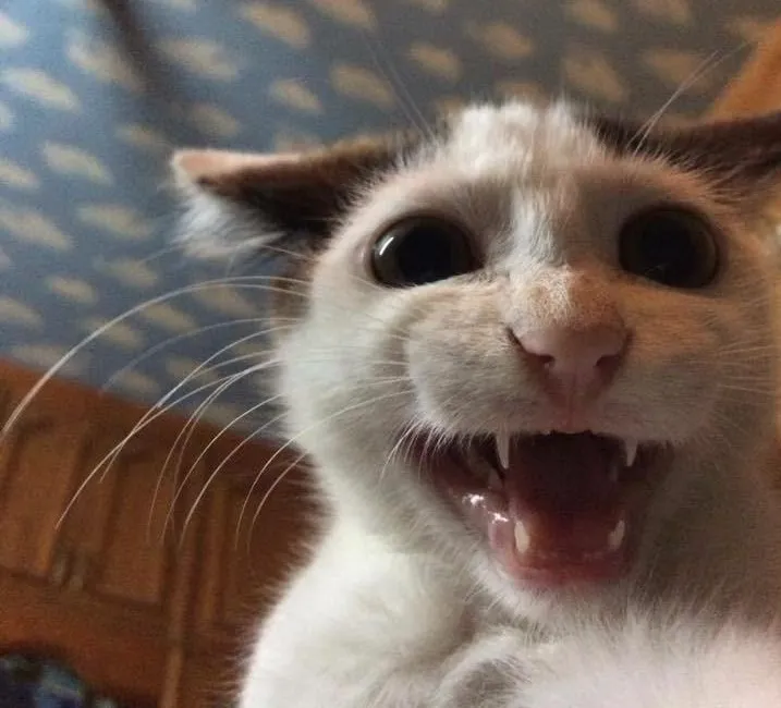 Ảnh vui mèo cưng nụ cười méo tạo vibe tấu hài đỉnh