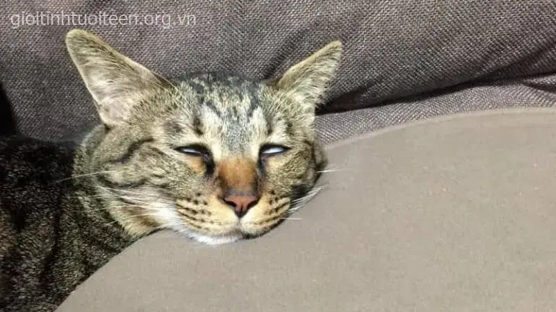 Hình chế vui mèo ăn salad gợi nhớ Smudge Cat huyền thoại