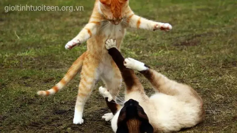 Meme mèo cổ điển pha retro gây sốt trên fanpage ảnh chế