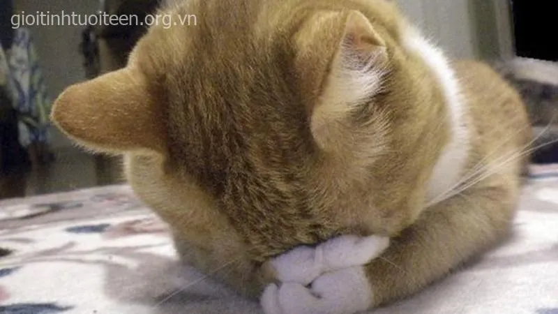 Meme chế boss mèo phản ứng cực ngầu trong video trend