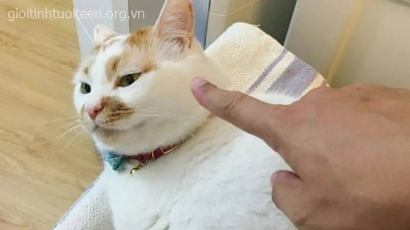 Biểu cảm mèo cực kỳ troll, hợp cà khịa bạn bè.