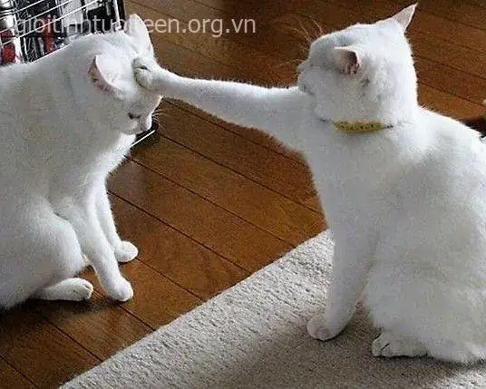 Hình chế mèo troll sen bằng ánh mắt khinh khỉnh cực vui