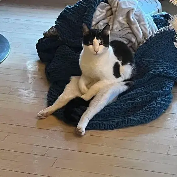 Meme chế mèo troll với ánh mắt liếc khinh cực chất