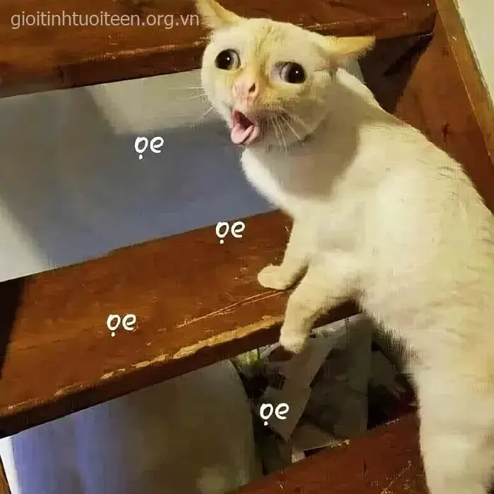 Mèo nhìn trống rỗng, biểu cảm vừa đáng thương vừa lầy.